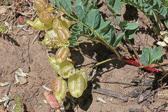Astragalus lentiginosus salinus
