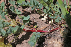 Astragalus lentiginosus salinus
