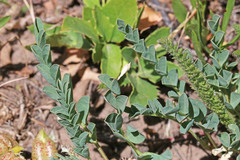 Astragalus lentiginosus salinus