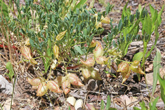 Astragalus lentiginosus salinus