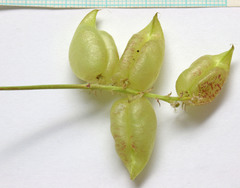 Astragalus lentiginosus salinus