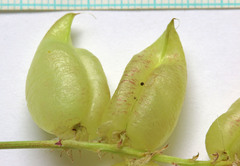 Astragalus lentiginosus salinus