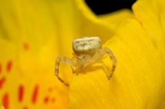 Misumenoides