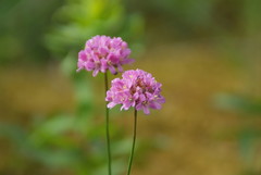 Armeria rothmaleri
