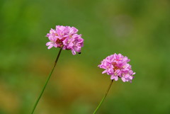 Armeria rothmaleri