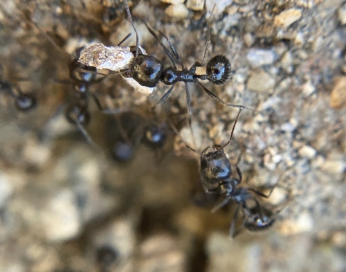 iNaturalist observation photo of Black Harvester Ant