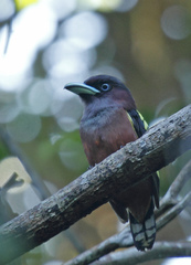 Eurylaimus javanicus