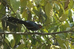 Phaenicophaeus sumatranus