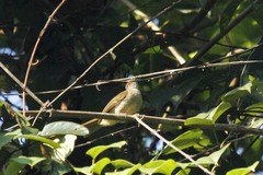 Rubigula erythropthalmos