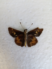 Lon melane vitellina