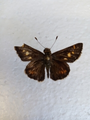 Lon melane vitellina