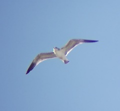 Larus occidentalis