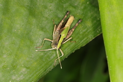 Silvitettix territus