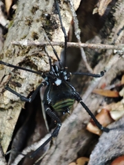 Sadocus polyacanthus
