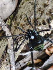 Sadocus polyacanthus