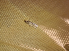 Amyelois transitella