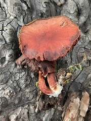 Tubaria punicea