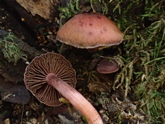 Tubaria punicea