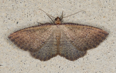 Chrysolarentia microcyma