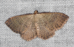 Chrysolarentia microcyma