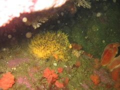 Halichondria sitiens