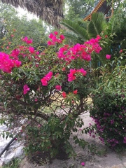 Bougainvillea