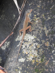 Anolis oculatus