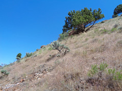 Artemisia tridentata tridentata