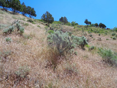 Artemisia tridentata tridentata
