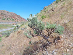 Artemisia tridentata tridentata