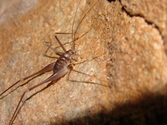 Dolichopoda