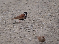 Eremopterix leucotis