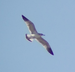 Larus occidentalis