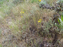 Crepis atribarba