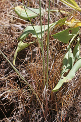 Crepis atribarba