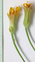 Crepis atribarba