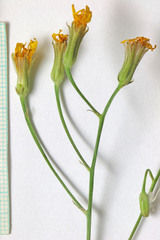Crepis atribarba