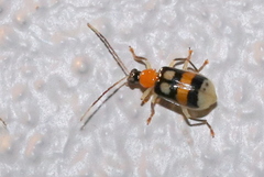 Diabrotica hartjei