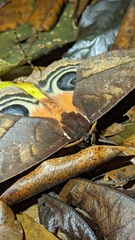 Automeris postalbida