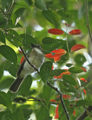 Cyornis umbratilis