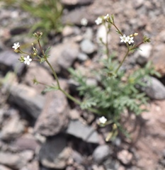 Gilia transmontana