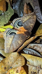 Automeris postalbida