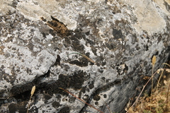 Podarcis guadarramae