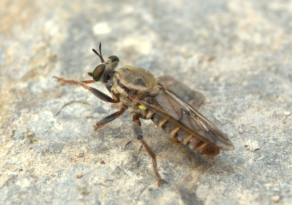 Hoplistomerini