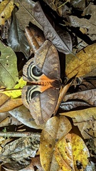 Automeris postalbida