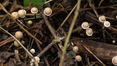 Poronia pileiformis
