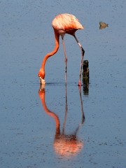 Phoenicopterus ruber