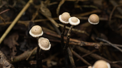 Poronia pileiformis
