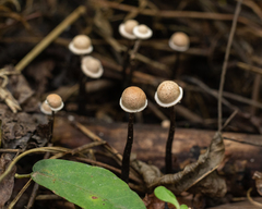 Poronia pileiformis