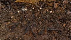 Poronia pileiformis
